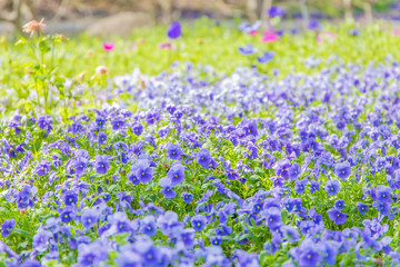 Fototapeta premium japan blue flower