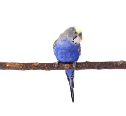 Budgie blue, isolated on white background. Budgerigar in full growth