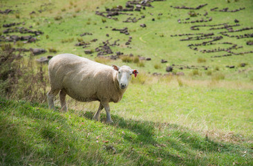 Sheep in agriculture field near One Tree Hill volcanic area in Auckland, North Island, New Zealand.