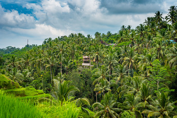 panorama palmy las