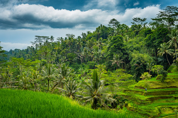 Fototapeta na wymiar Panorama burza nad polami ryżowymi