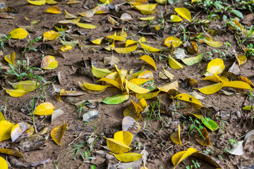 Dry autumn leaves, natural background.
