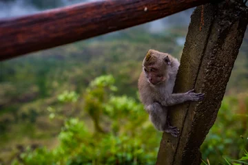 Fotobehang Małpy indonezja napaść © BlackMediaHouse