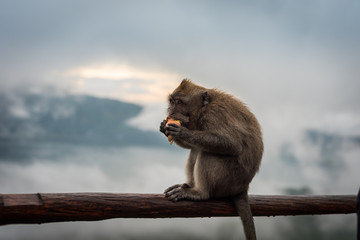 Małpy indonezja napaść