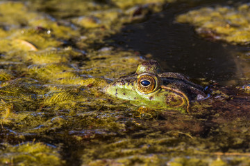 American Bullfrog (Rana catesbeiana)