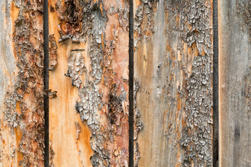Peeling Bark Wood Background with vertical boards