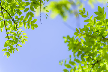 新緑の葉