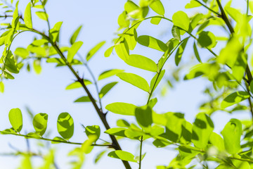 新緑の葉