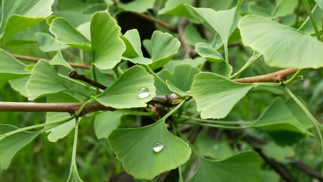  Detail of Ginkgo Leave with Drops of Water. Zoom in.