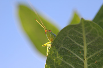 Grasshopper overlook