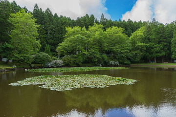 A small volcanic lake in Terceira Island with waterlilies, Azores, Portugal