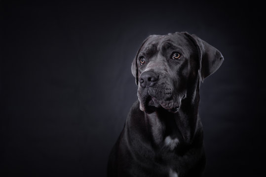 Studio portrait of a young Cane Corso puppy