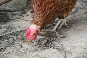 Hens feed on the traditional rural barnyard at sunny day. Detail of hen head. Chickens sitting in henhouse. Close up of chicken standing on barn yard with the chicken coop. Free range poultry farming