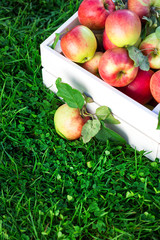 Apples in wooden crate in garden