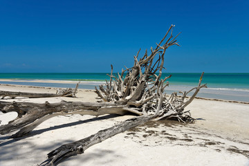 Beautiful Weathered Driftwood