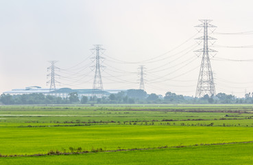 high voltage pole are located in rice fields.
