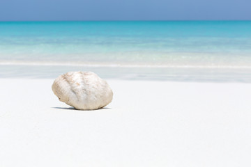 White seashell in pristine maldives beach