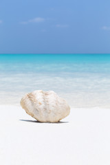 White seashell in pristine maldives beach
