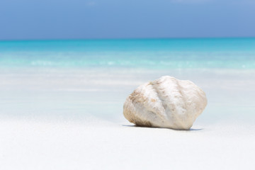 Obraz na płótnie Canvas White seashell in pristine maldives beach