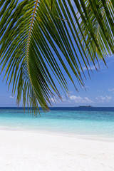Fototapety  Tropikalna dziewicza plaża z palmami kokosowymi