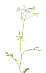 Cuckooflower or lady's smock plant (Cardamine pratensis) isolated on white background. Medicinal plant