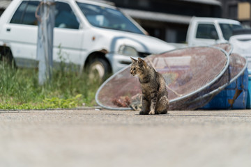 漁村の猫