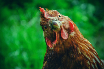 Hühner ernähren sich am sonnigen Tag auf dem traditionellen ländlichen Scheunenhof. Detail des Hühnerkopfes. Hühner sitzen im Hühnerstall. Nahaufnahme von Hühnern, die auf Scheunenhof mit dem Hühnerstall stehen. Geflügelhaltung in Freilandhaltung