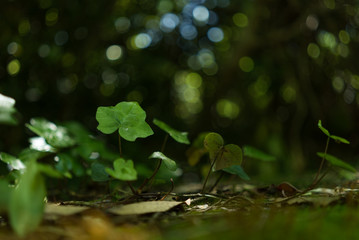 木漏れ日の中のツタの若い葉