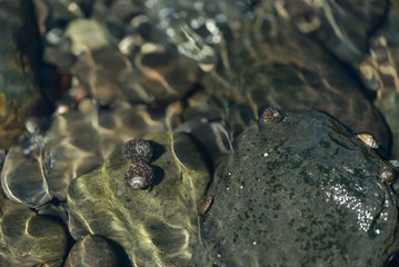 タイドプール，潮溜まり