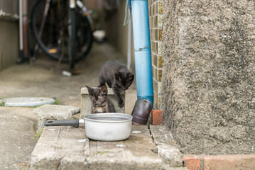 水を飲みたい二匹の子猫