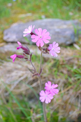 Beautiful Purple wildflower Macro