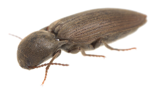 Clickbeetle isolated on white background