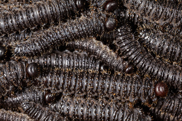Larvae of pergid sawflies - Perreyia lepida;