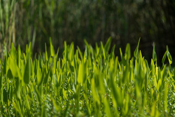 水辺の植物（新緑）