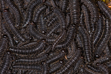 Larvae of pergid sawflies - Perreyia lepida;