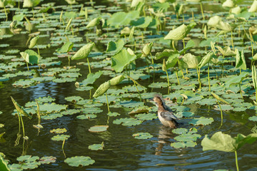 蓮の池とカモの子供