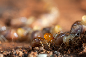 Termites insects in colony over wood