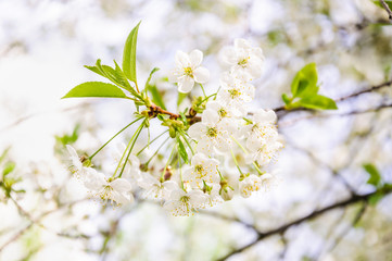 White cherry flowers