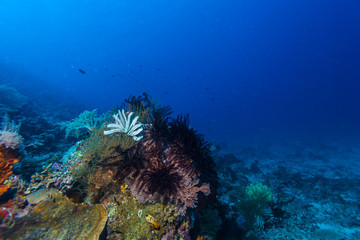 Fototapeta na wymiar Colorful Tropical Coral Reef with Sea Lilies