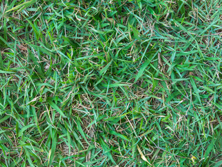 Green grass pattern