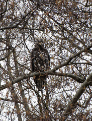 Adolescent Eagle