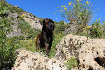 chien et son maître dans la nature
