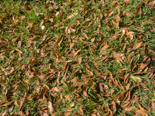 Green grass pattern with dry leaves