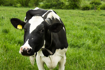 Obraz na płótnie Canvas Curious Cow in Field