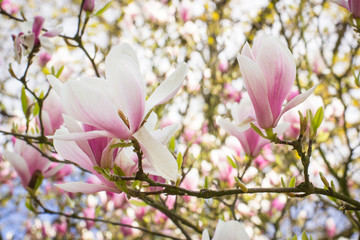 Blooming colorful magnolia flowers in sunny garden or park, springtime