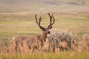 Mule Deer Buck with velvety antlers