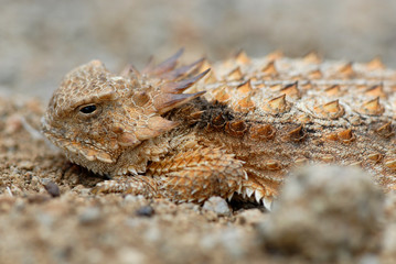 Horned Lizard