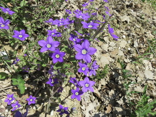 Legousia speculum-veneris
