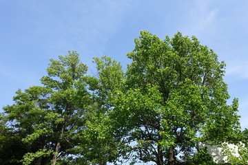 多摩の新緑