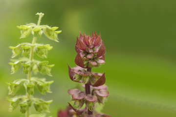 Abstract soft blurred and soft focus of sweet basil,Ocimum basilicum ,Labiatae,Thai lemon basil,hoary,basil,Ocimum basilicum, flower with the green copy space background.Thai herb and Thai vegetable.